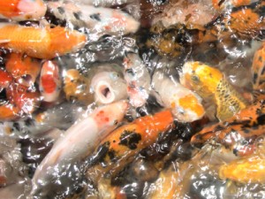 Tuaran Crocodile Farm koi fish