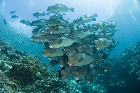 sipadan diving