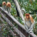 Proboscis Monkey