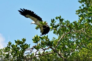 Langkawi Mangrove Boat Tour