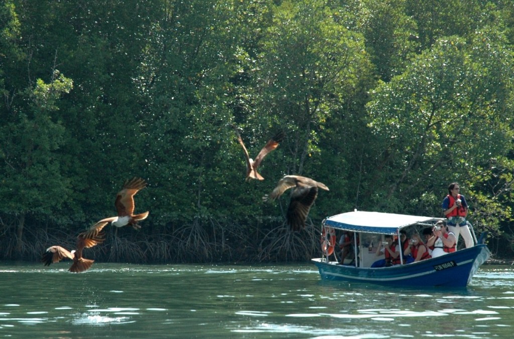 Langkawi Mangrove Eagle Area