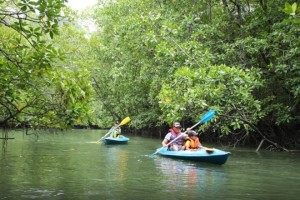 Langkawi Mangrove Kayak Tour