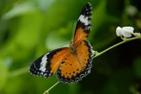 Botanical Gardens Penang butterflies