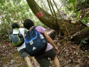 Lambir Hills National Park trekker