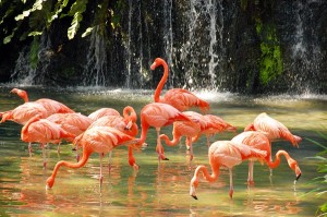 Penang Bird Park