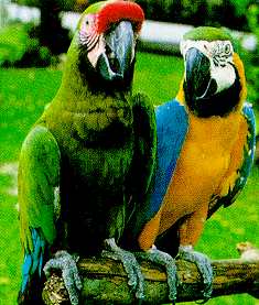 Penang Bird Park parrots
