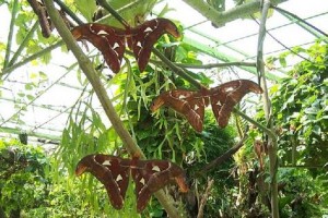 Penang Butterfly Farm