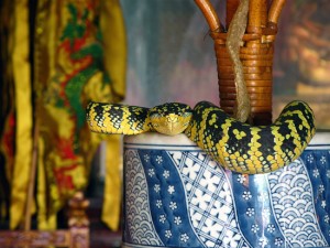 Penang Snake Temple