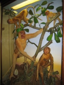 Sarawak Museum display