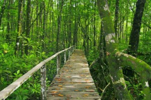 Similajau National Park trail