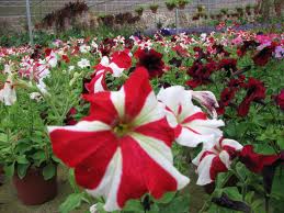 Cameron Highlands flower nursery