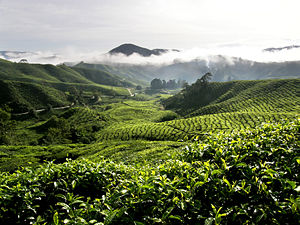 Cameron Highlands tea plantation