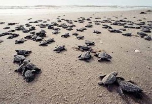 Cherating Turtle Sanctuary turtle on beach
