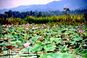 Chini Lake lotus