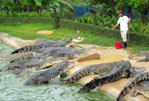 Melaka Crocodile Farm crocodiles