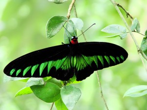 Raja Brooke Birdwing butterfly