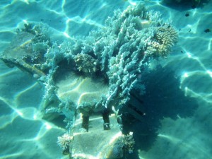 Tioman Marine Park corals