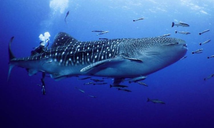 Tenggol Whale Shark
