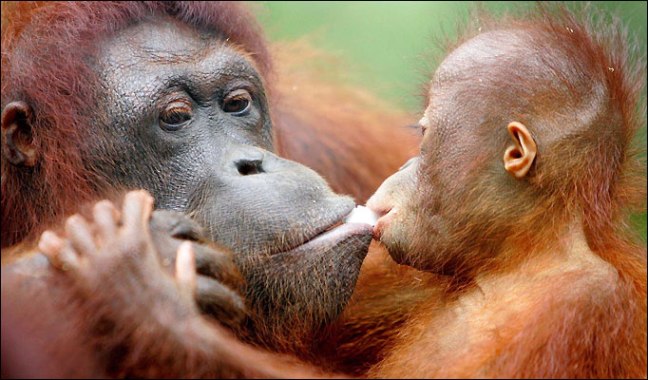 Orang Utan Island