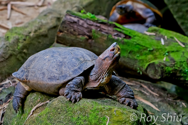 River Terrapin Breeding Centre