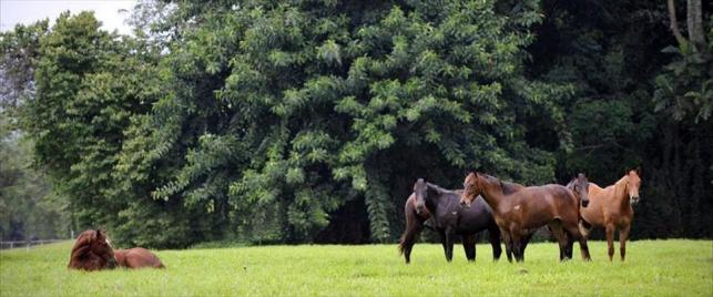 National Stud Farm