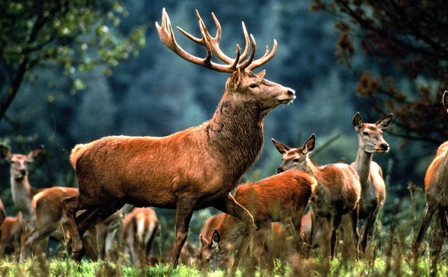 Deer and Ostrich Breeding Center