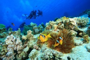 langkawi diving