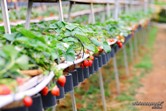 Cameron Highlands strawberry