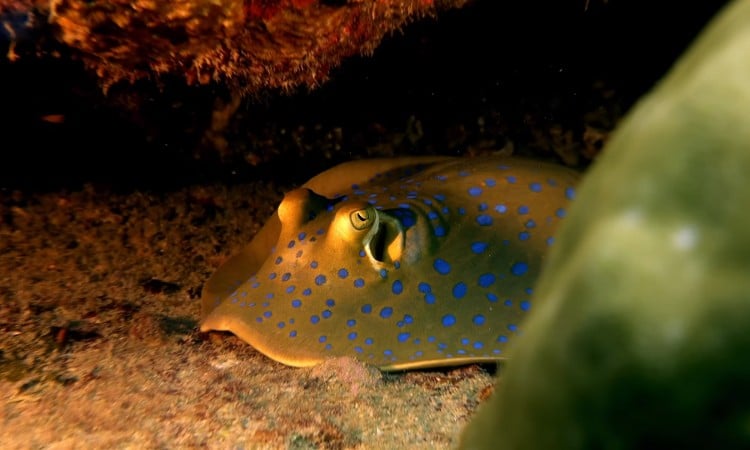 scuba diving malaysia blue ring octopus