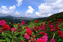 cameron highlands flowers