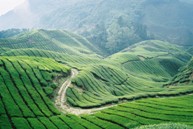 cameron highlands tea plantation