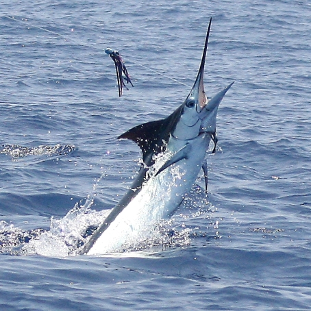 fishing in Malaysia