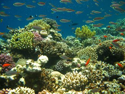 snorkeling in tioman