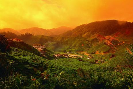 tea estate in Tanah Rata