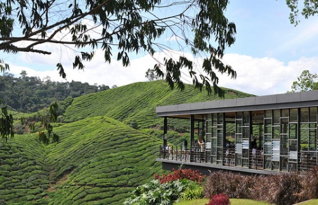 tea farm in brinchang