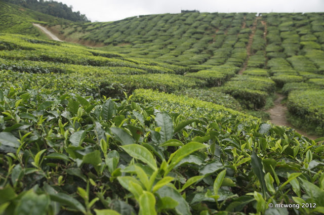 Bharat tea plantation