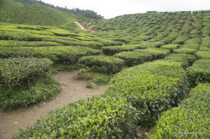 Bharat tea plantation