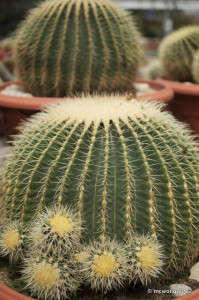 Cactus Point Nursery
