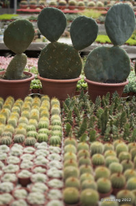 Cactus Point Nursery