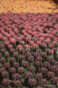 Cactus Point Nursery