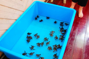 Cherating turtle santuary baby turtle