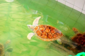 Cherating turtle santuary green turtle