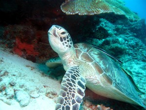 Diving in pom pom island