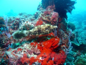 Diving in pom pom island