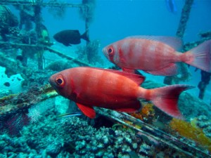 Diving in pom pom island