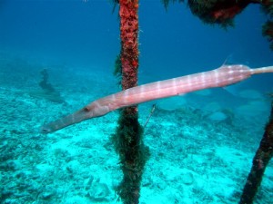 Diving in pom pom island