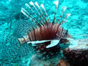 Diving in pom pom island