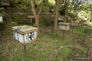 Ee Feng Gu Honey Bee Farm