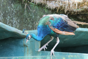 Jong Crocodile Farm