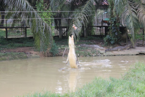 Jong Crocodile Farm